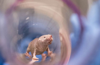 Study: The special fertility of the naked mole rat