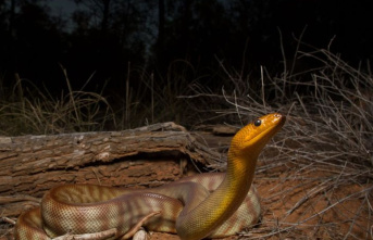 Study: Hearing in snakes: animals perceive more than...