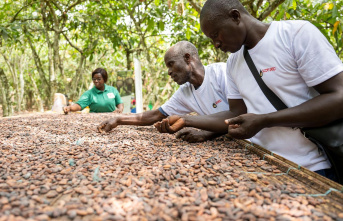 Cocoa from the Ivory Coast: Africa's plight in...