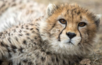 Animals: One of the last Asiatic cheetahs died in...