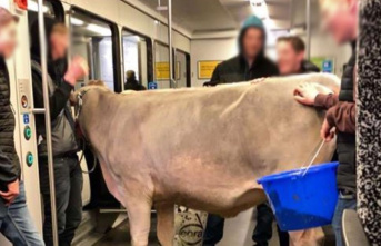 Switzerland: Young farmers bring cow home by train