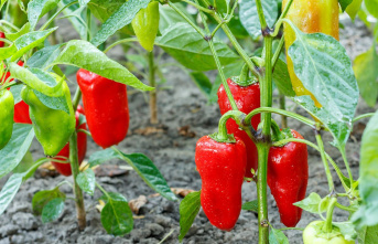 Gardening tips: Planting peppers: How to get the sensitive...