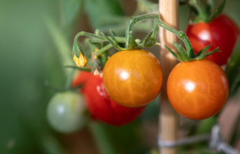 Vegetable garden: Planting tomatoes: How the little...