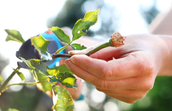 Tips for hobby gardeners: Cutting roses in spring:...