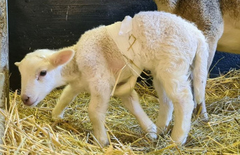 Animals: Lambs in Saxony are born with six legs