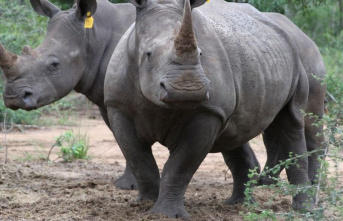 Critically endangered animals: Botswana is concerned...