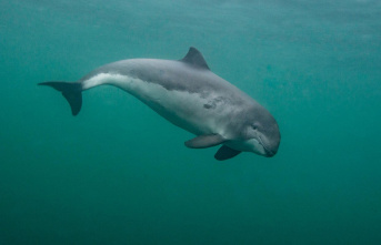 Marine protection: Hearing-impaired whales, mute dolphins:...