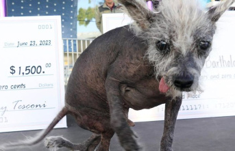 Animals: Chinese crested dog is 'world's...
