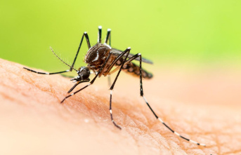 Summer plague: drive away mosquitoes: How to protect...