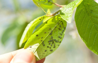 Plant plague: Fighting aphids: Which (home) remedies...
