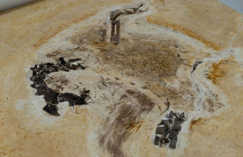 Brazil: Dino fossil probably obtained illegally returned