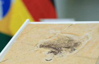 Museums: Dino fossil officially returned to Brazil