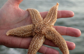 Animals: Hundreds of starfish washed up on Brittany...