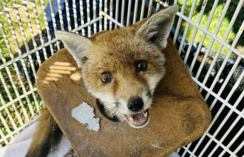 Animals: Fox cub freed from rubbish around neck after three weeks