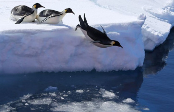 Environment: New protected areas in Antarctica: No...