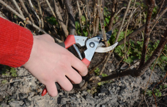 Gardening helpers: Blades made of steel: what good...