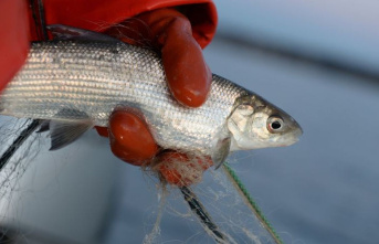 Fisheries: Lake Constance: Debate on fishing bans for whitefish