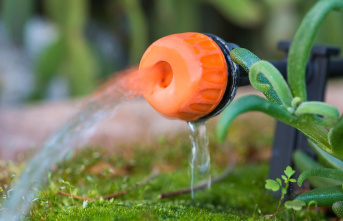 Tool of the month: Garden month July: Three watering...