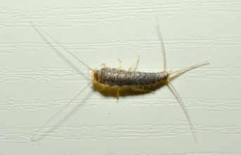 Vermin: Silverfish in the bathroom and kitchen: Which...