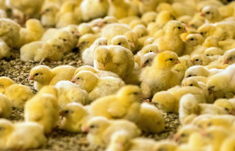 Animal welfare: Changed rules for killing chicks
