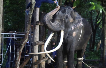 Animals: Thailand: Abused elephant back home