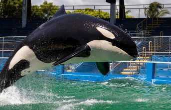 Famous killer whale: Orca female Toki was supposed...