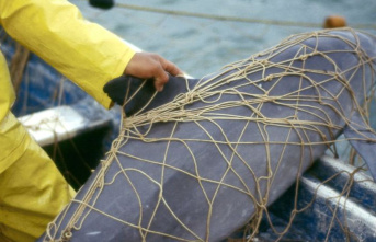 Species protection: whaling commission warns of extinction...