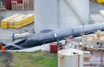 Animal protection: Iceland is allowing whaling again...