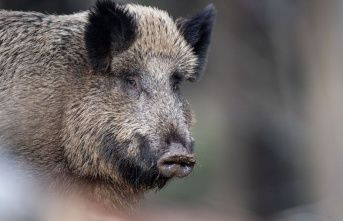 Study: Wild boar significantly affected by nuclear...