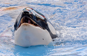 "Lolita": Orca is to return to freedom after...