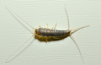 Vermin: Fighting silverfish: Which (home) remedies...