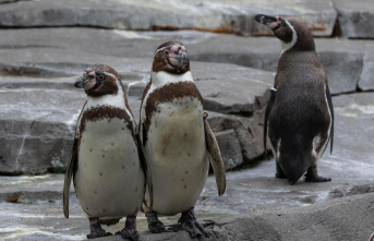 Panorama news: Rostock Zoo: penguin found decapitated...