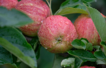 Agriculture: below-average apple harvest expected