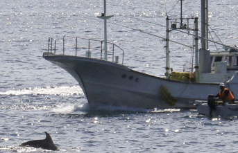 Animal Welfare: Protests: Dolphin hunting season begins...