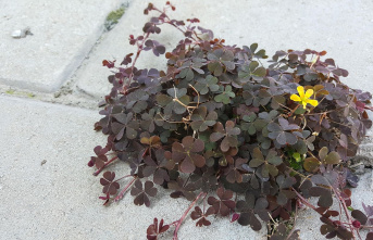 Stubborn weeds: Between paving stones, in flower pots...