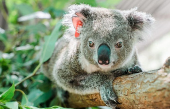 Climate: Koala burnt victim Ember becomes a mother...