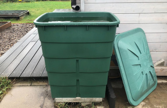 Garden tips: Collect rainwater: barrel, tank, cistern - this is how you cleverly collect the precious drops