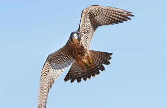 Rare species: The peregrine falcon almost became extinct...