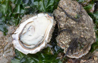 Invasive species: slurping oysters for the environment
