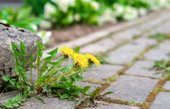 Practical tools: Remove weeds from joints: How to...