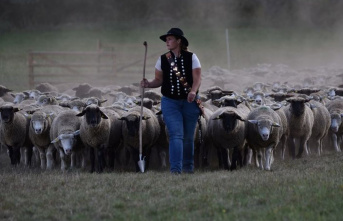Federal herding: Competition between the shepherds - “The main thing is not to come last”