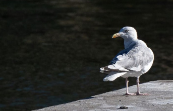 Animals: Seagulls in Berlin - How the coastal bird...