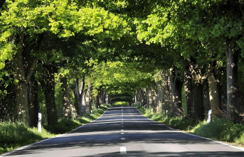 My magical place: A highway as a tunnel into the soul - German avenue road on Rügen