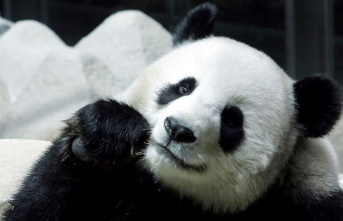 Symbol of friendship: A new panda for Thailand? Request...