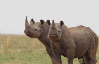 Big game: Analysis: More white rhinos in Africa for...