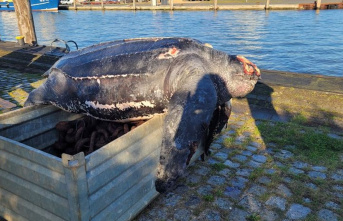 Wildlife research: Researchers autopsy dead leatherback...