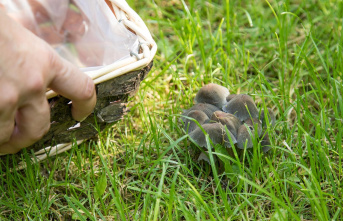 Garden tips: Mushrooms in the lawn: Where they come...