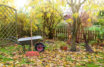 Fertilizing and mowing: Lawn care in autumn: How to...