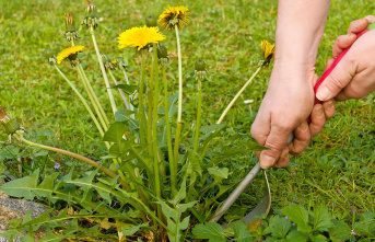 Medicinal plants and weeds: (garden) friend or enemy? Here's what you should know before removing dandelions