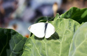 Cabbage white butterfly: butterfly caterpillars in...